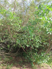 Kraussia floribunda