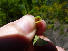 Dasineura lysimachiae