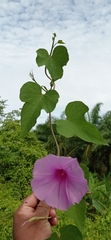 Ipomoea rubens
