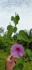 Ipomoea rubens