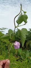 Ipomoea rubens