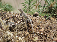 Cophosaurus texanus scitulus