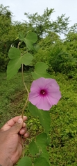 Ipomoea rubens