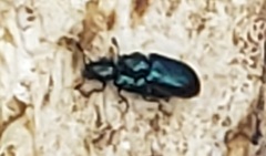 Neomida