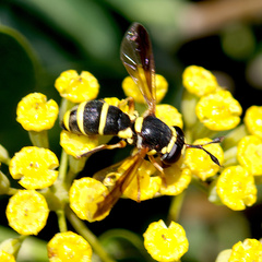 Ceriana vespiformis