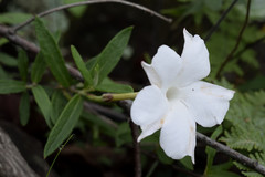 Mandevilla hypoleuca