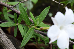Mandevilla hypoleuca