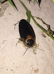 Blaberus craniifer