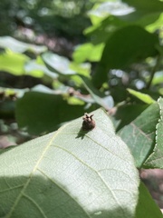Phylloxera caryaeavellana
