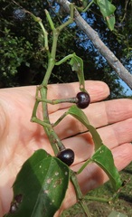 Cissus fragilis