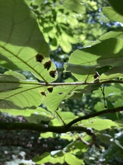 Phylloxera caryaeavellana