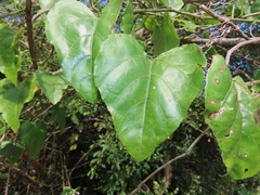 Cissus fragilis