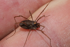 Platybunus bucephalus