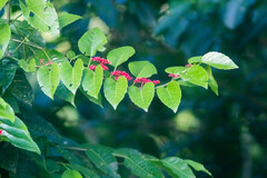 Cissus biformifolia
