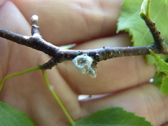 Neopulvinaria innumerabilis