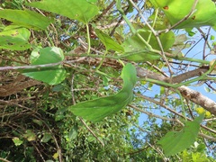 Cissus fragilis