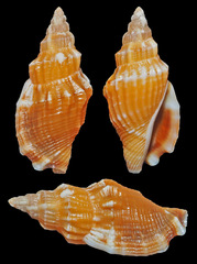 Canarium erythrinum