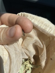 Agroiconota bivittata