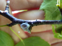 Neopulvinaria innumerabilis