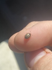 Agroiconota bivittata