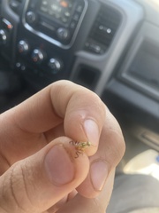 Agroiconota bivittata