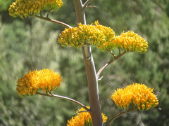 Agave chrysantha