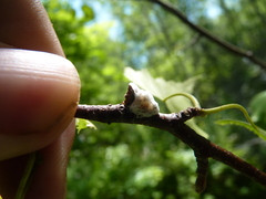 Neopulvinaria innumerabilis