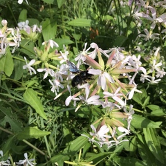 Xylocopa