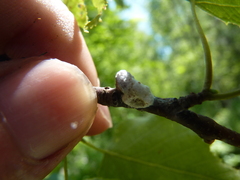 Neopulvinaria innumerabilis