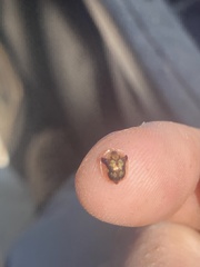 Deloyala guttata