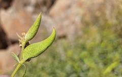 Vincetoxicum dionysiense