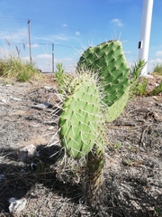 Opuntia hyptiacantha