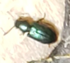 Neomida
