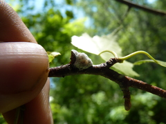 Neopulvinaria innumerabilis