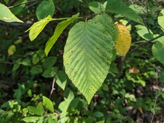 Marssonina betulae