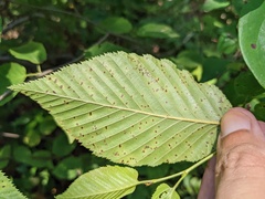 Marssonina betulae