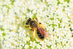 Andrena thaspii