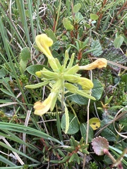 Pedicularis labradorica