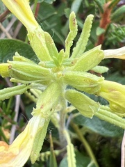 Pedicularis labradorica