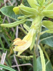 Pedicularis labradorica