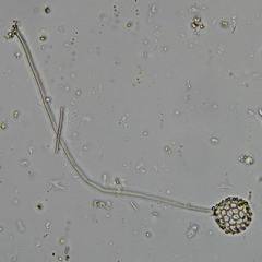 Clathrulina elegans
