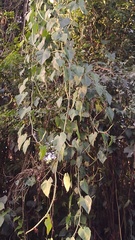 Philodendron erubescens