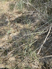 Eragrostis curtipedicellata