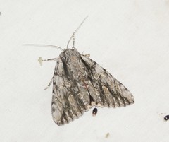 Catocala coccinata