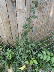 Euonymus fortunei
