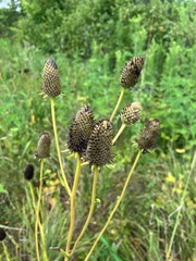 Rudbeckia texana