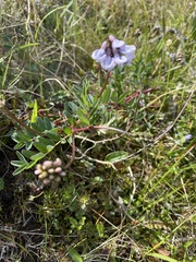 Astragalus norvegicus