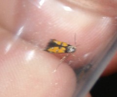 Chrysoclista linneella