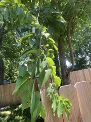Celtis occidentalis