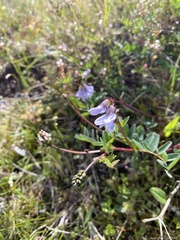 Astragalus norvegicus